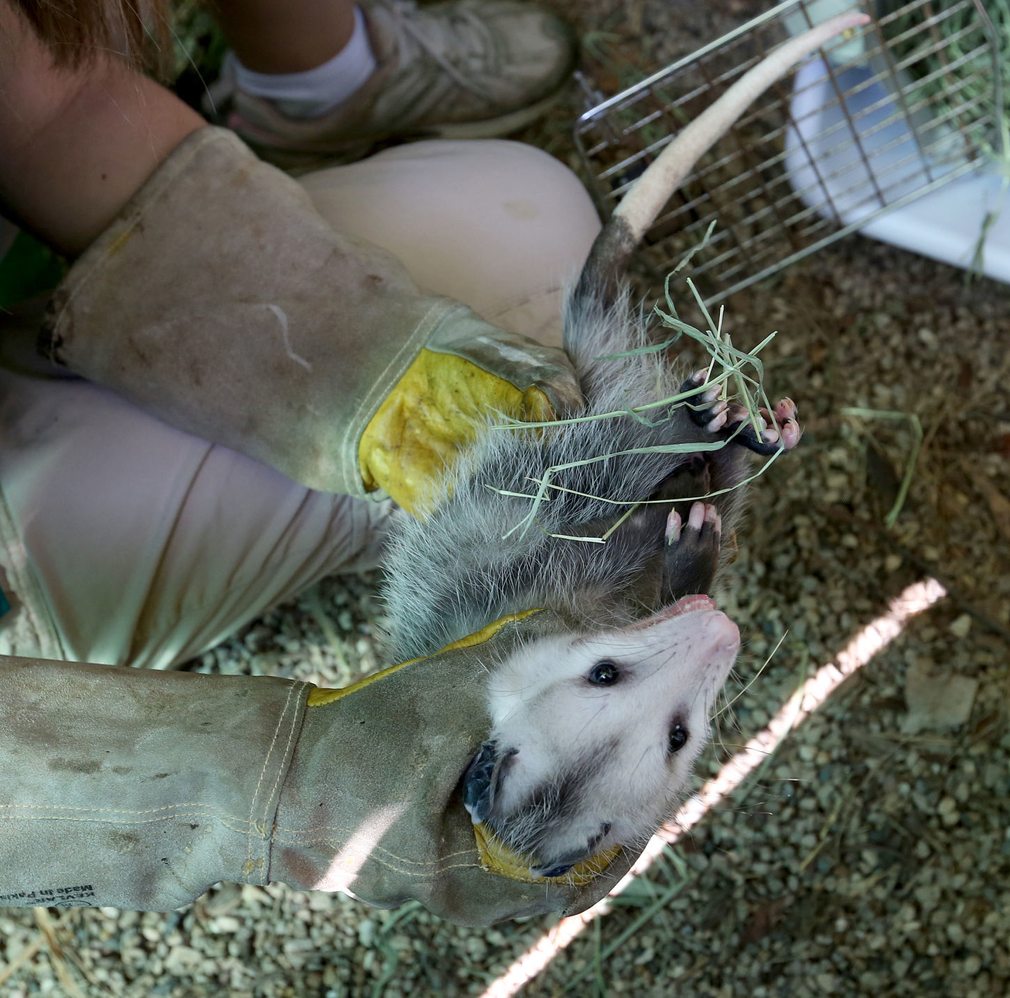 WILDLIFE CENTER
